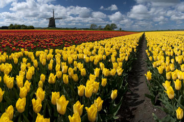 Dutch Windmills and Countryside Day Trip from Amsterdam Including Cheese Tasting in Edam
