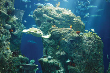 South Carolina Aquarium Admission