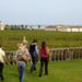 Bordeaux Vineyards Wine Tasting Half-Day Trip
